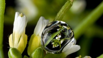 Arabidopsis - water droplet