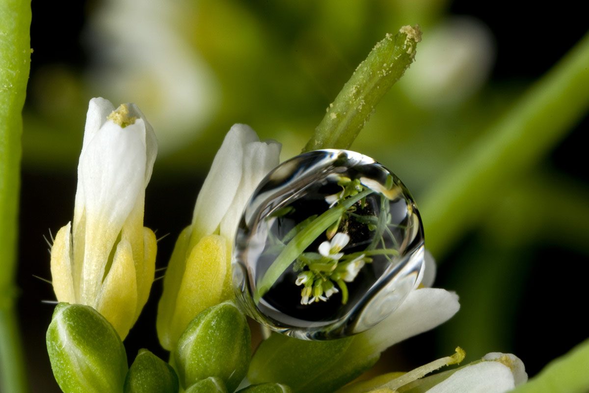 Arabidopsis - water droplet