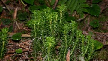 Huperzia serrata