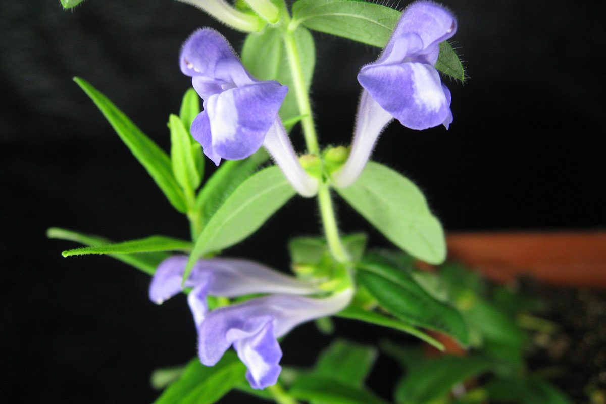 Scutellaria flower