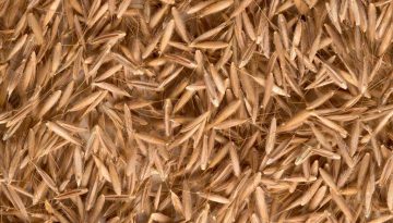 rice_DSC1003