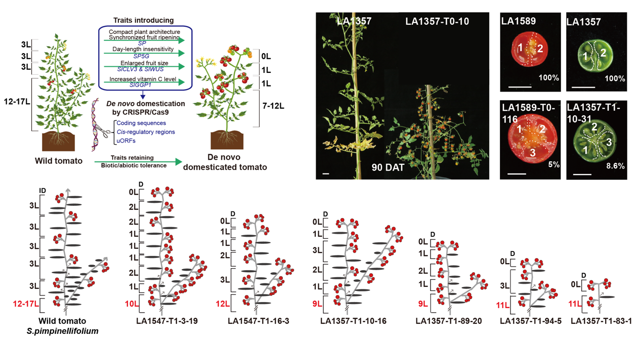 figure 1 Figure 1 Genome editing introduces desirable plant architecture, day-length insensitivity flowering and enlarged fruit size traits into wild tomatoes in one step.