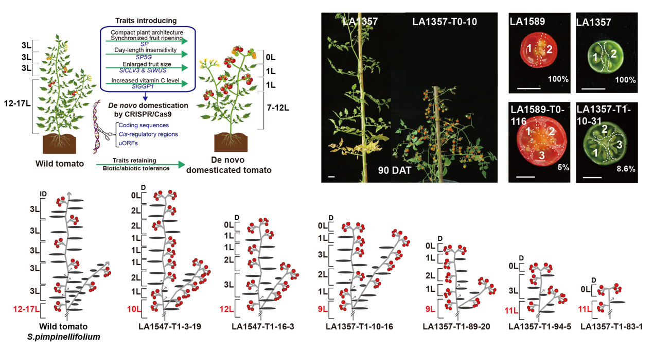 Figure 1 Genome editing introduces desirable plant architecture, day-length insensitivity flowering and enlarged fruit size traits into wild tomatoes in one step.