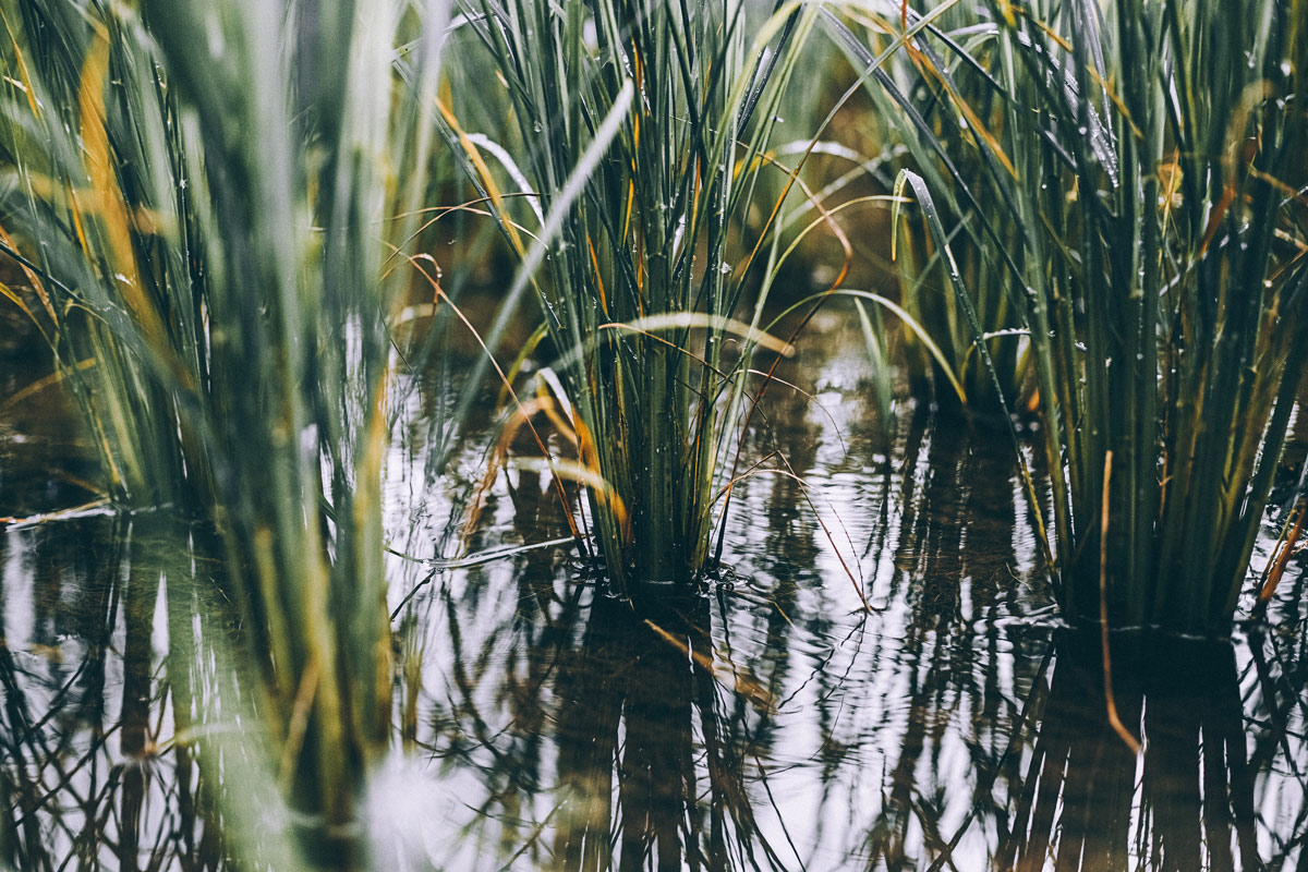 Yang-bai-nature