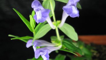 Scutellaria-flowersmall