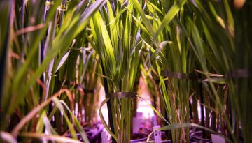 Wheat in greenhouse