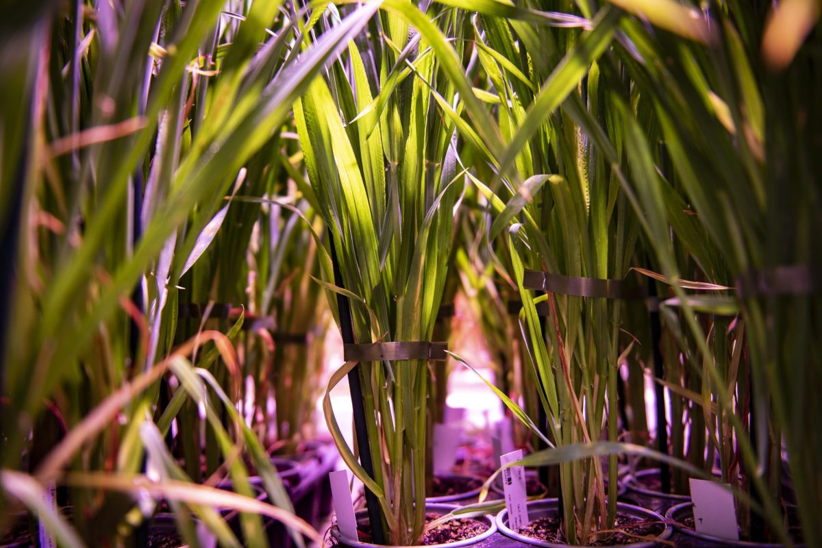 Wheat in greenhouse