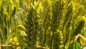 wheat