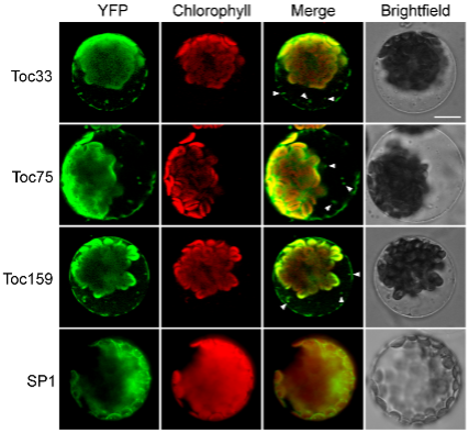 Figure 1: Autophagic degradation of TOC proteins in the vacuoles