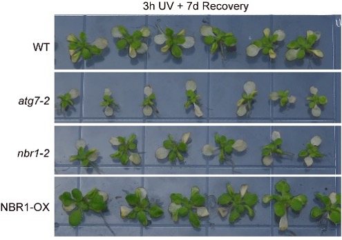 Figure 3-2 Figure 3: Plant phenotype under heat and UVB stress conditions