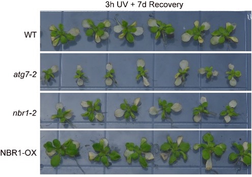 Figure 3: Plant phenotype under heat and UVB stress conditions