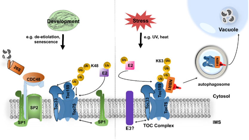 Figure 4: Model of ubiquitin‐dependent selective TOC protein degradation