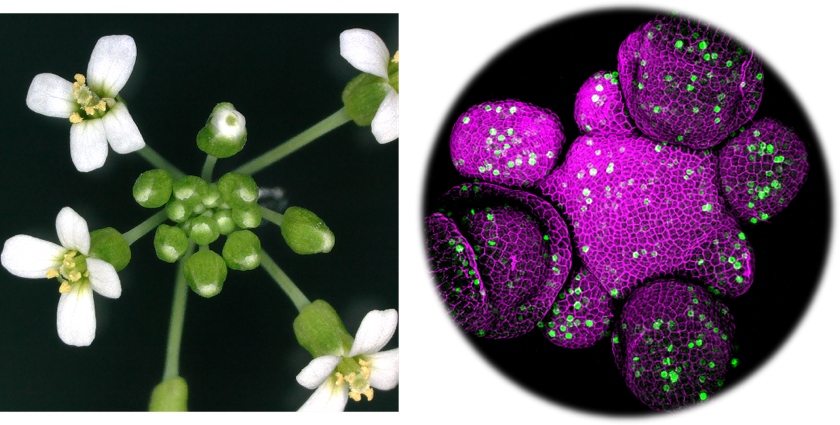 Arabidopsis thaliana
