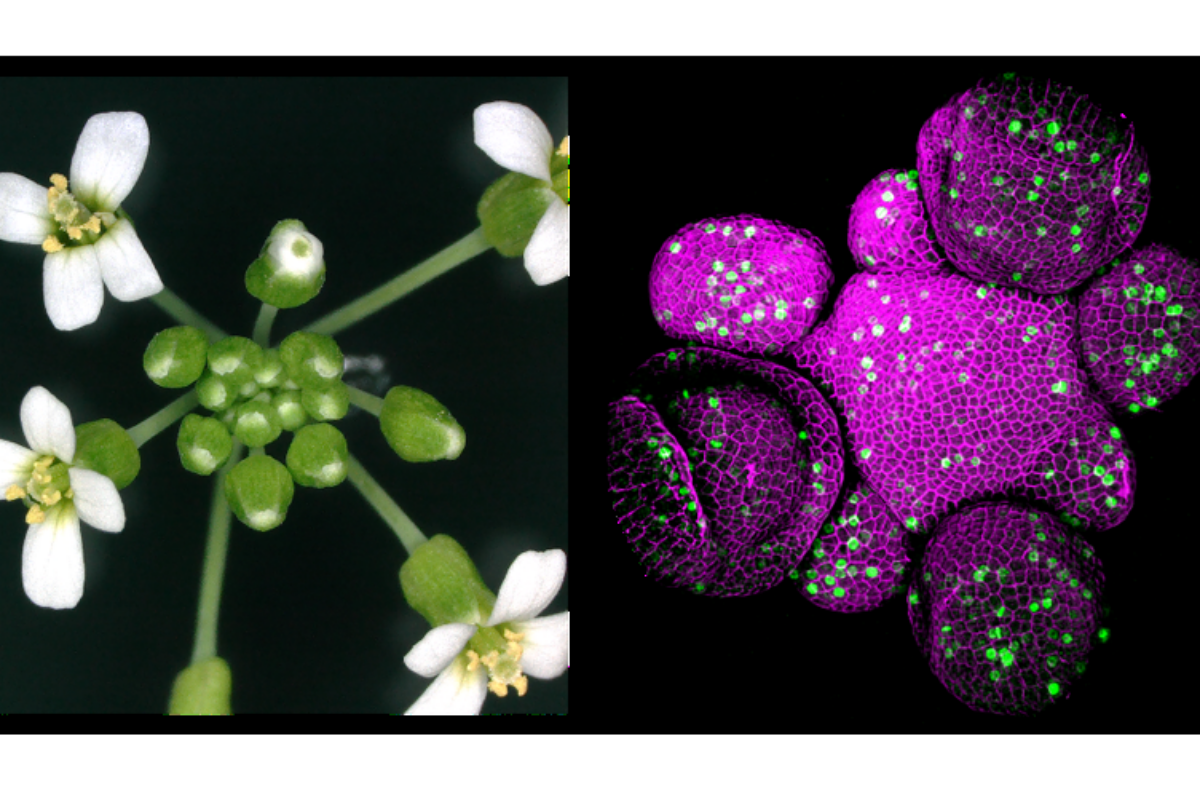 Arabidopsis thaliana3