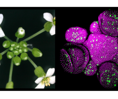 Arabidopsis thaliana3