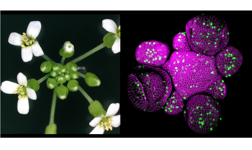 Arabidopsis thaliana3