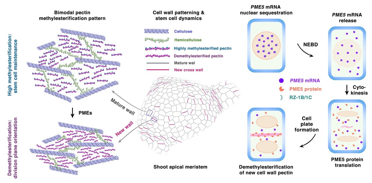 Control of plant stem cell dynamics