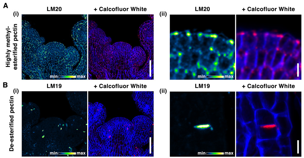 Pectin methylesterification