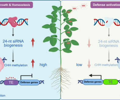 Soybean Immunity RdDM