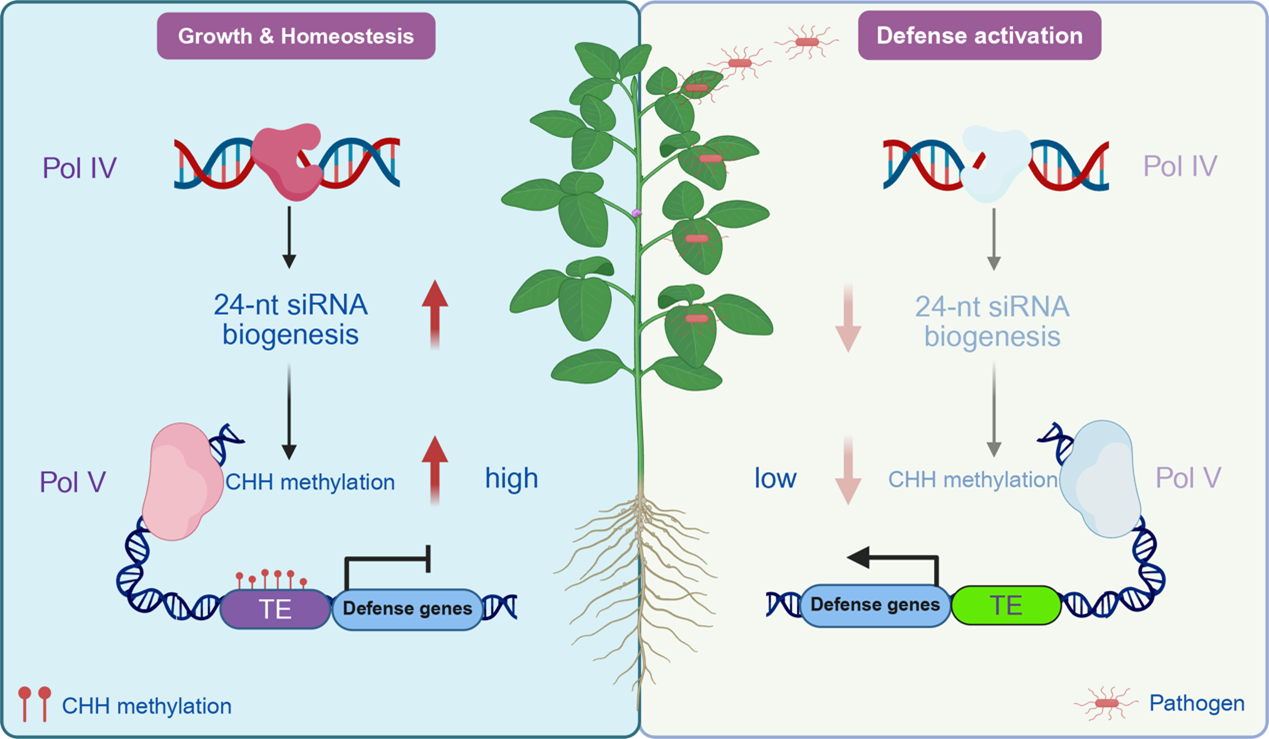 Soybean Immunity RdDM
