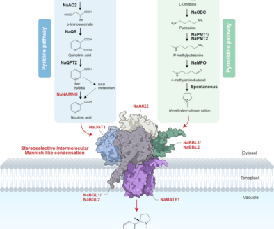 complete biosynthesis of nicotine